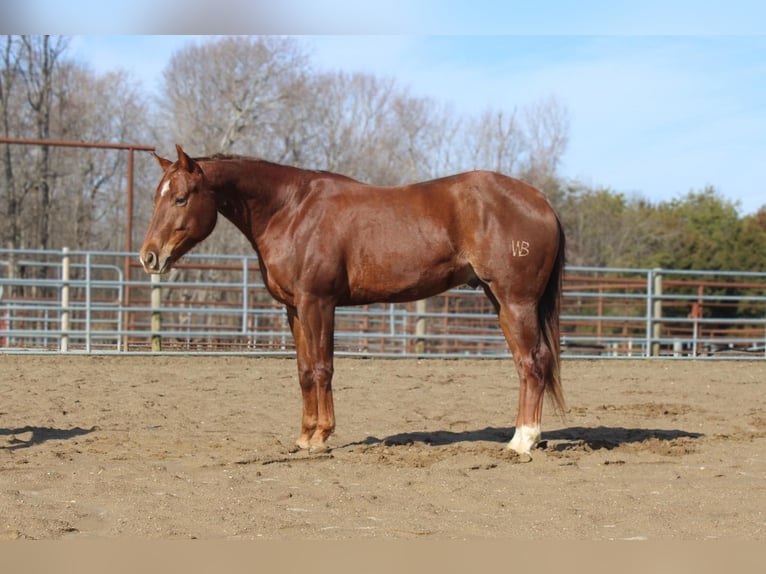 American Quarter Horse Castrone 5 Anni in Lexington IN