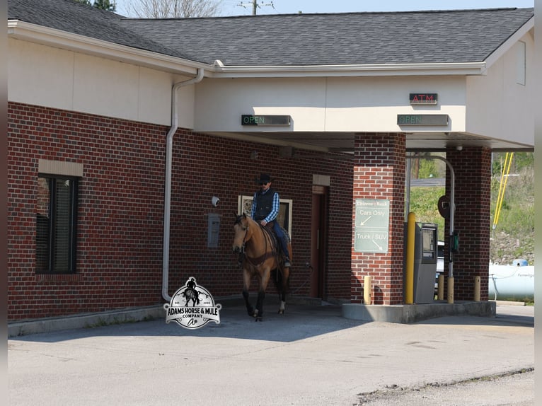 American Quarter Horse Castrone 5 Anni  in Mount Vernon
