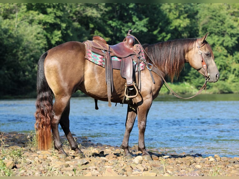 American Quarter Horse Castrone 5 Anni Pelle di daino in Clarion