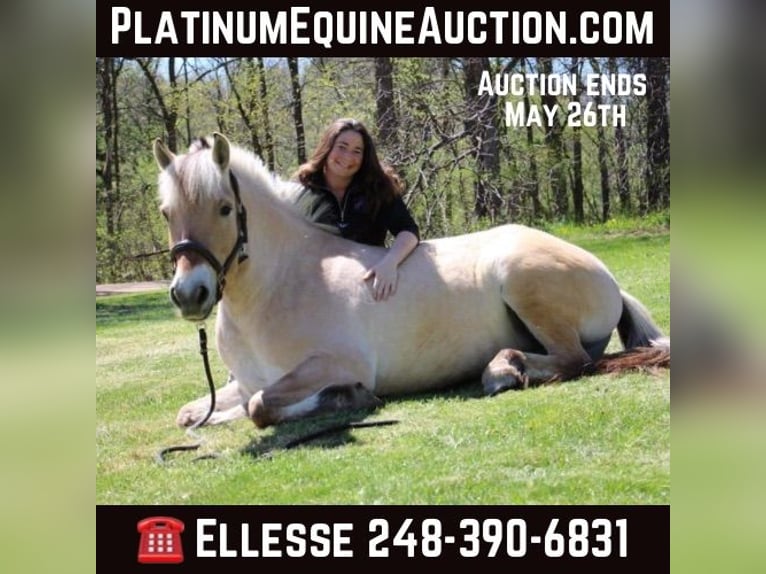 American Quarter Horse Castrone 5 Anni Pelle di daino in Howell MI