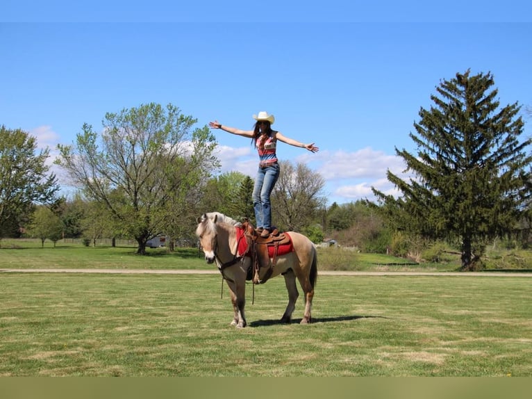 American Quarter Horse Castrone 5 Anni Pelle di daino in Howell MI