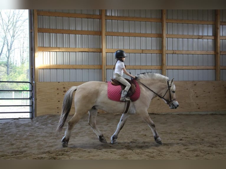 American Quarter Horse Castrone 5 Anni Pelle di daino in Howell MI