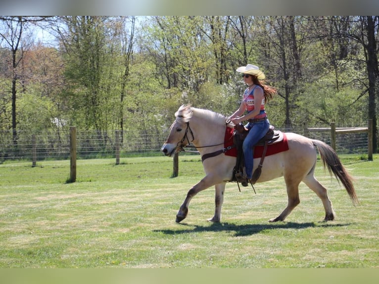 American Quarter Horse Castrone 5 Anni Pelle di daino in Howell MI