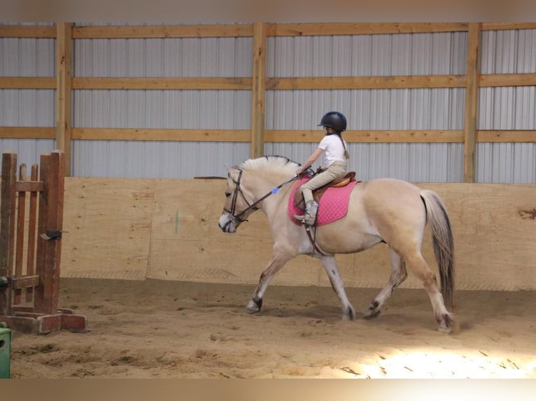 American Quarter Horse Castrone 5 Anni Pelle di daino in Howell MI