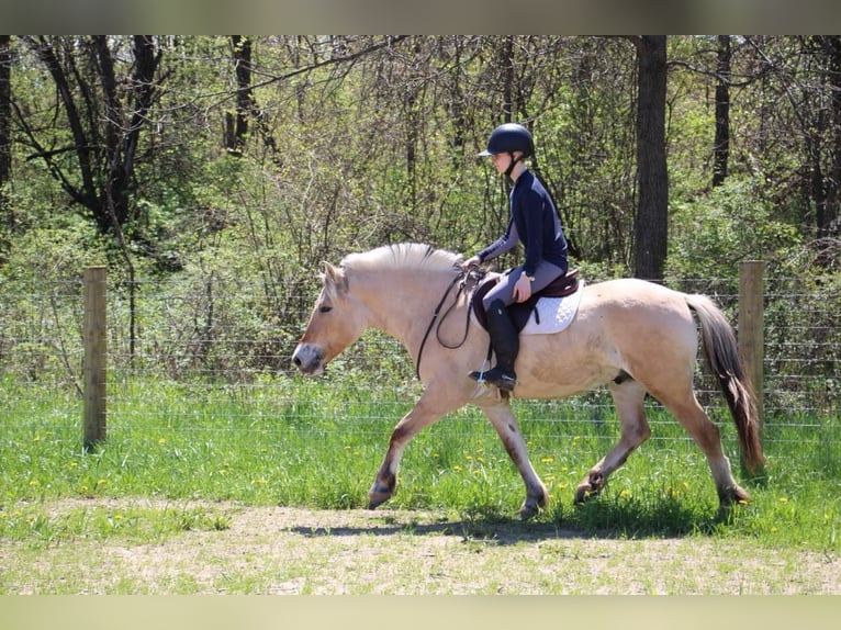 American Quarter Horse Castrone 5 Anni Pelle di daino in Howell MI