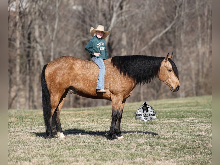 American Quarter Horse Castrone 5 Anni Pelle di daino in Mount Vernon, KY
