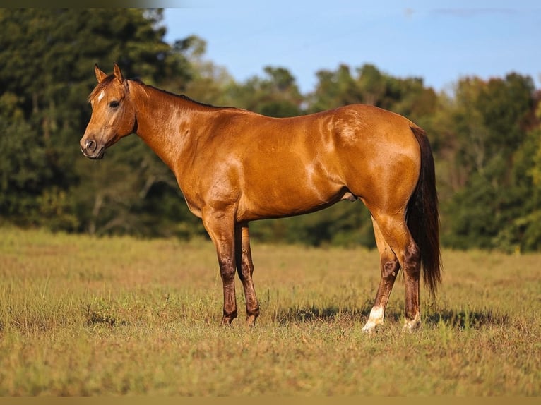 American Quarter Horse Castrone 5 Anni Pelle di daino in Lyles