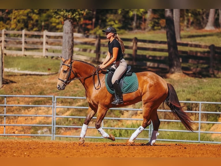 American Quarter Horse Castrone 5 Anni Pelle di daino in Lyles