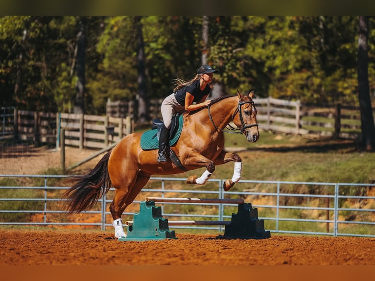 American Quarter Horse Castrone 5 Anni Pelle di daino in Lyles
