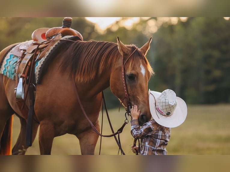 American Quarter Horse Castrone 5 Anni Pelle di daino in Lyles
