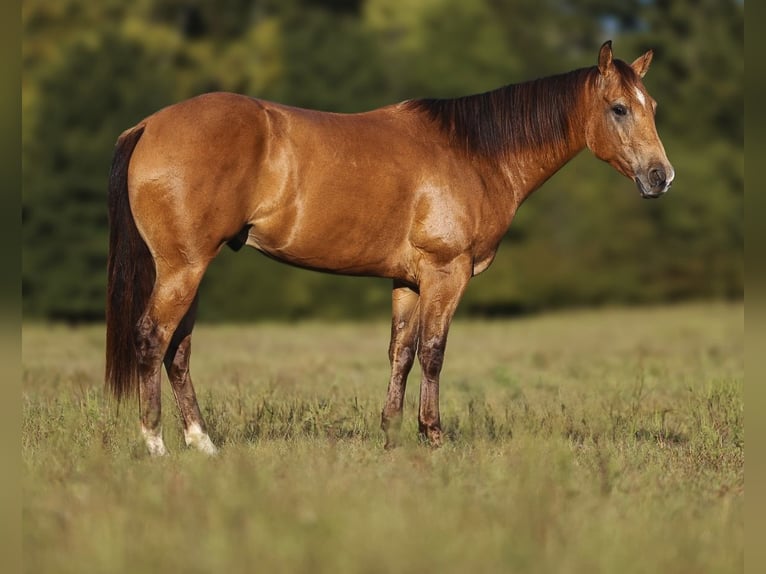 American Quarter Horse Castrone 5 Anni Pelle di daino in Lyles