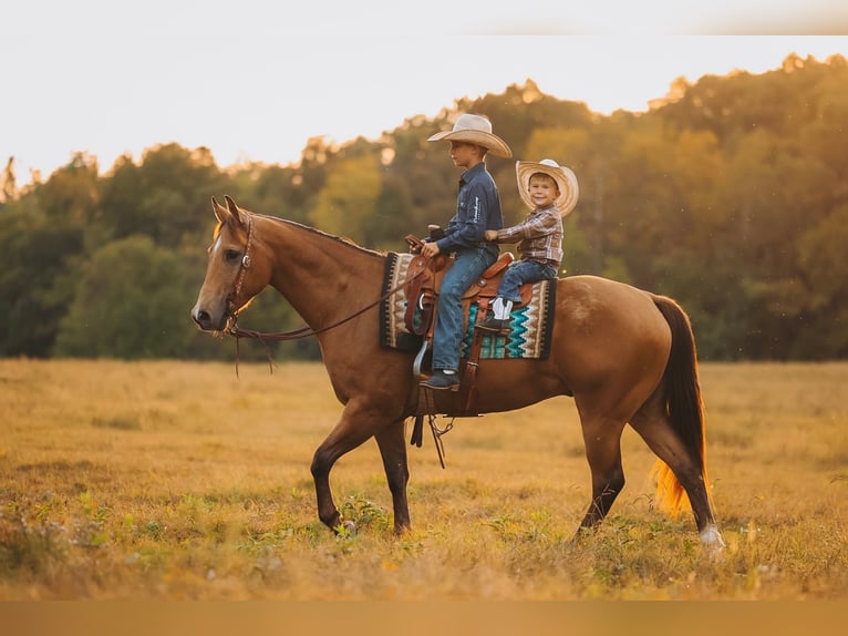 American Quarter Horse Castrone 5 Anni Pelle di daino in Lyles