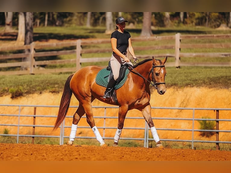 American Quarter Horse Castrone 5 Anni Pelle di daino in Lyles