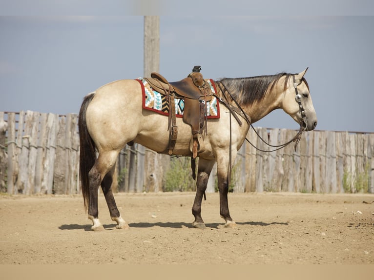 American Quarter Horse Castrone 5 Anni Pelle di daino in Bernard