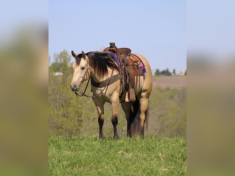 American Quarter Horse Castrone 5 Anni Pelle di daino in La Motte, IA