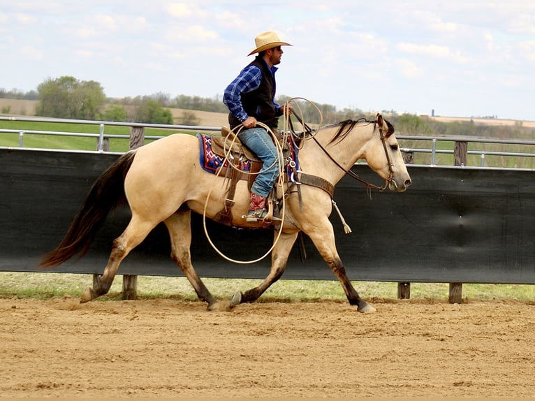 American Quarter Horse Castrone 5 Anni Pelle di daino in La Motte, IA