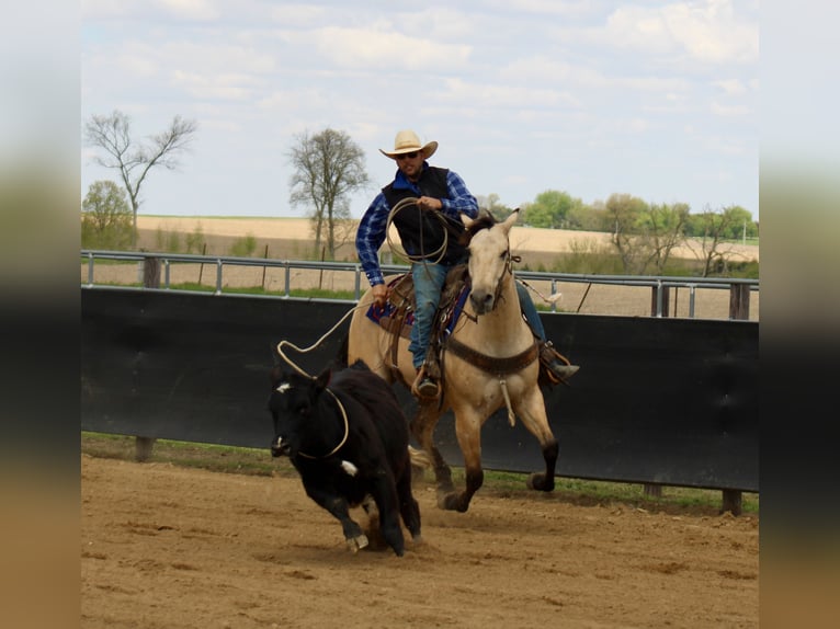American Quarter Horse Castrone 5 Anni Pelle di daino in La Motte, IA