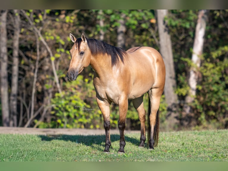 American Quarter Horse Castrone 5 Anni Pelle di daino in Sedalia