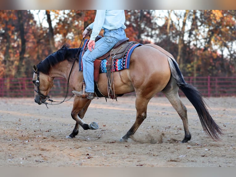 American Quarter Horse Castrone 5 Anni Pelle di daino in Sedalia