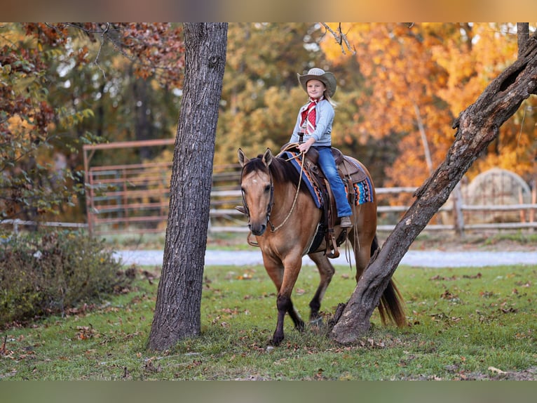 American Quarter Horse Castrone 5 Anni Pelle di daino in Sedalia