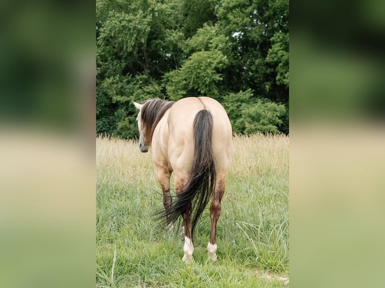 American Quarter Horse Castrone 5 Anni Pelle di daino in Trenton