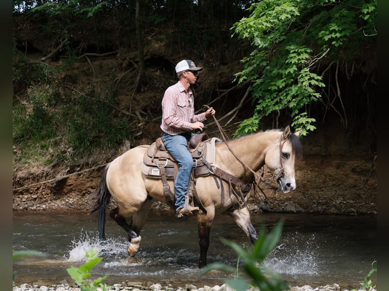 American Quarter Horse Castrone 5 Anni Pelle di daino in Trenton