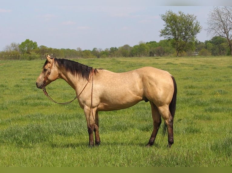 American Quarter Horse Castrone 5 Anni Pelle di daino in Buffalo, MO