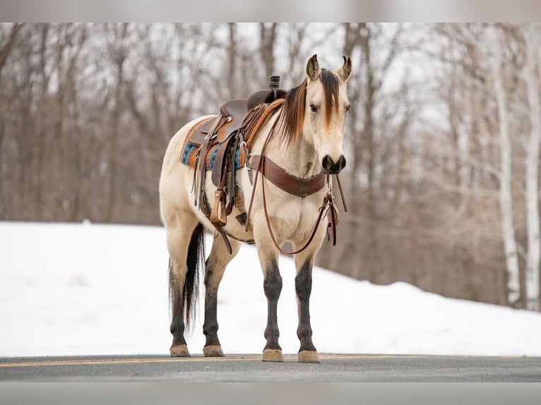 American Quarter Horse Castrone 5 Anni Pelle di daino in Clayton, WI