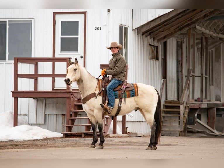 American Quarter Horse Castrone 5 Anni Pelle di daino in Clayton, WI