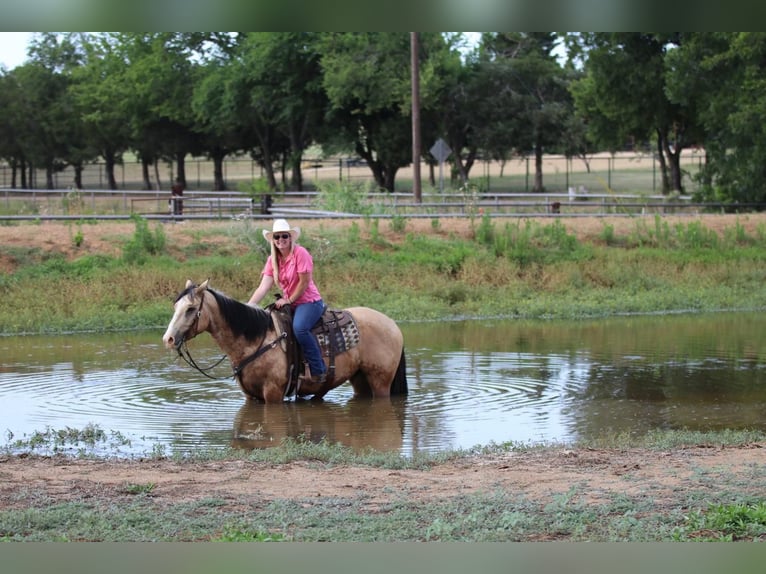 American Quarter Horse Castrone 5 Anni Pelle di daino in Joshua, TX