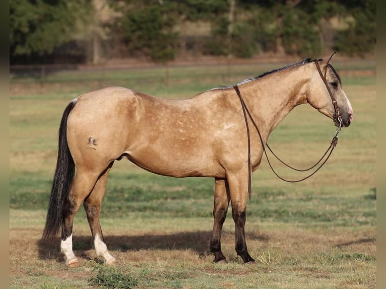 American Quarter Horse Castrone 5 Anni Pelle di daino in Joshua, TX