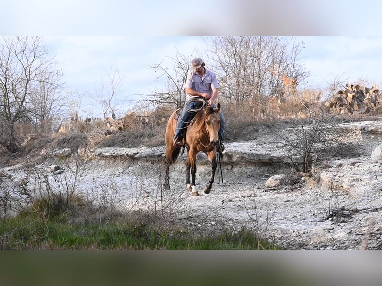 American Quarter Horse Castrone 5 Anni Pelle di daino in Kaufman