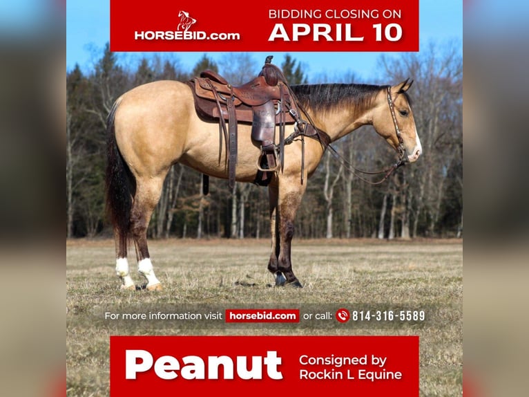 American Quarter Horse Castrone 5 Anni Pelle di daino in Shippenville, PA