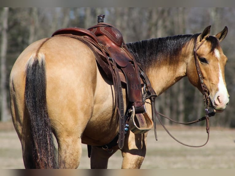 American Quarter Horse Castrone 5 Anni Pelle di daino in Shippenville, PA
