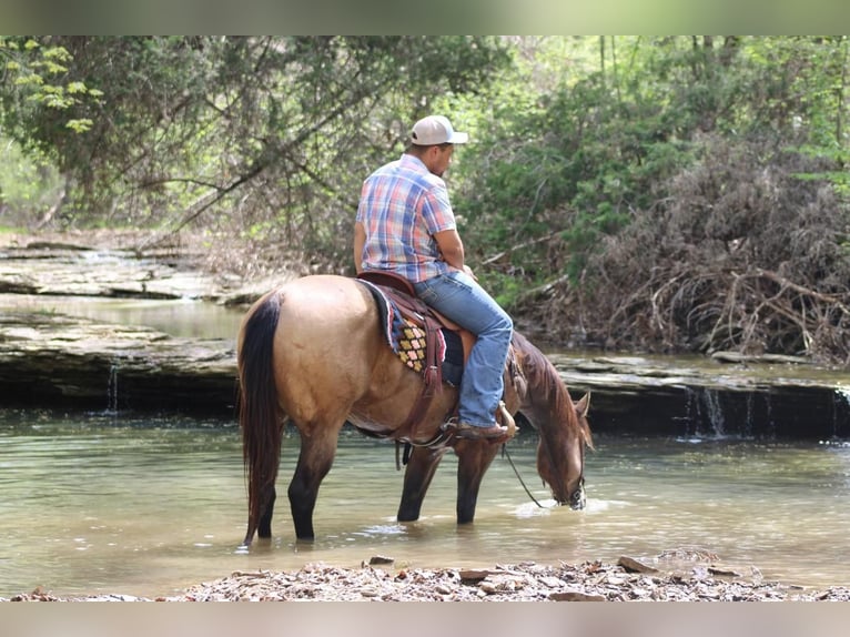 American Quarter Horse Castrone 5 Anni Pelle di daino in Sonora, KY
