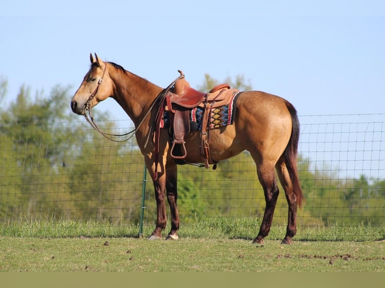 American Quarter Horse Castrone 5 Anni Pelle di daino in Sonora, KY
