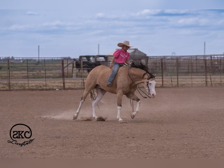 American Quarter Horse Castrone 5 Anni Pelle di daino in Canyon