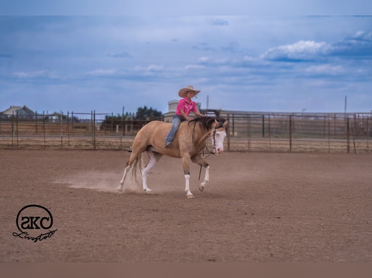 American Quarter Horse Castrone 5 Anni Pelle di daino in Canyon