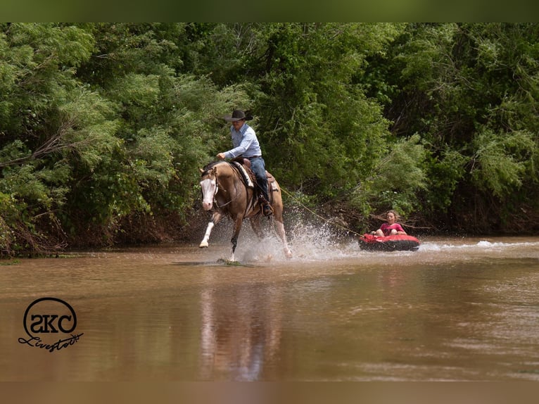 American Quarter Horse Castrone 5 Anni Pelle di daino in Canyon