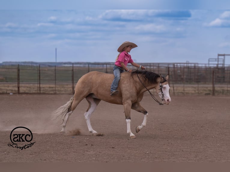 American Quarter Horse Castrone 5 Anni Pelle di daino in Canyon