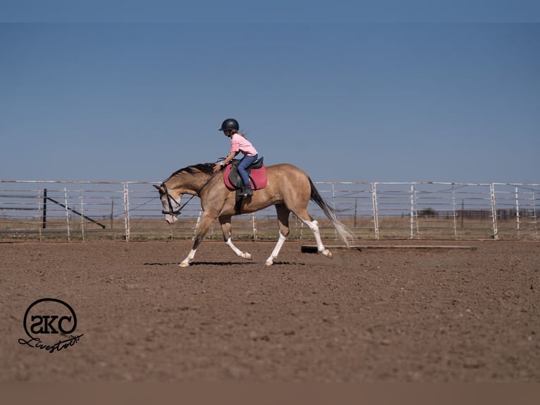 American Quarter Horse Castrone 5 Anni Pelle di daino in Canyon