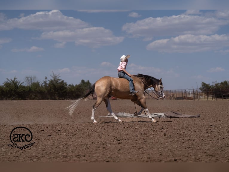American Quarter Horse Castrone 5 Anni Pelle di daino in Canyon