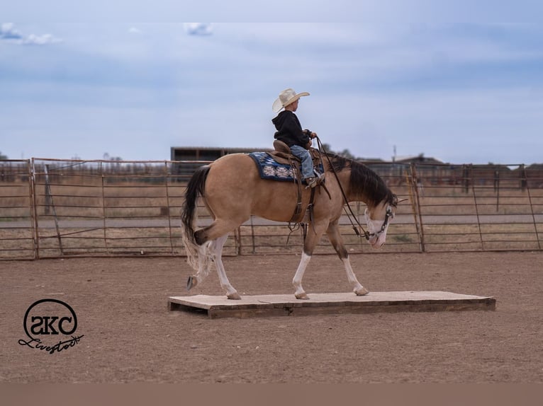 American Quarter Horse Castrone 5 Anni Pelle di daino in Canyon