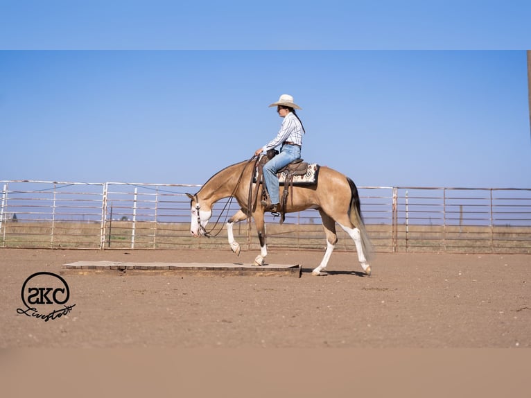 American Quarter Horse Castrone 5 Anni Pelle di daino in Canyon