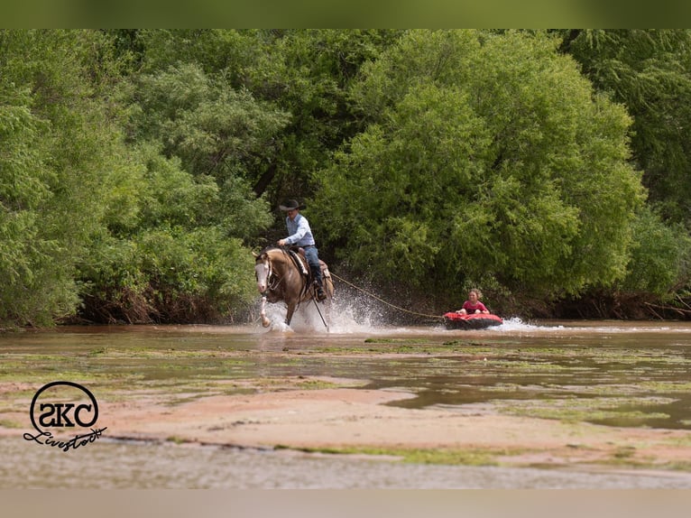 American Quarter Horse Castrone 5 Anni Pelle di daino in Canyon
