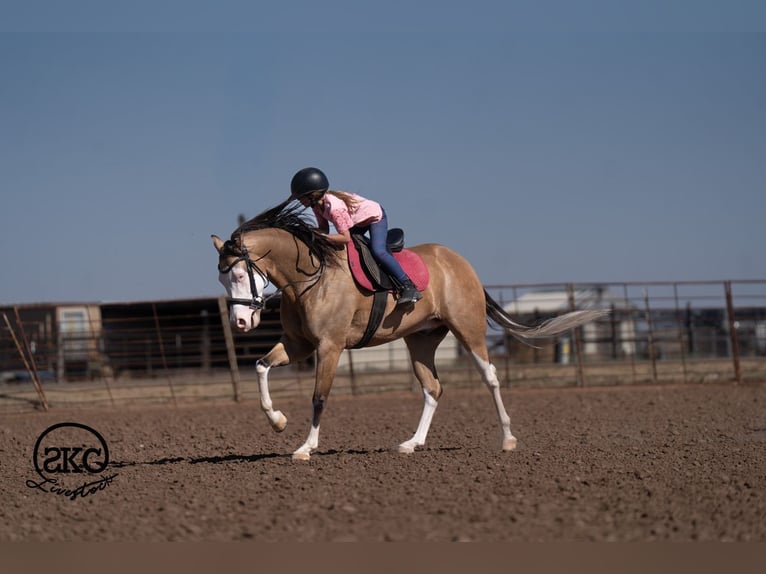 American Quarter Horse Castrone 5 Anni Pelle di daino in Canyon