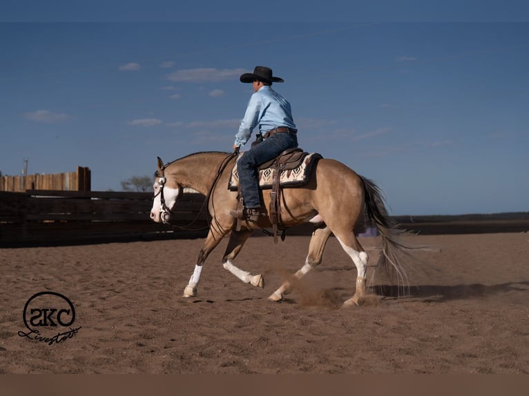 American Quarter Horse Castrone 5 Anni Pelle di daino in Canyon