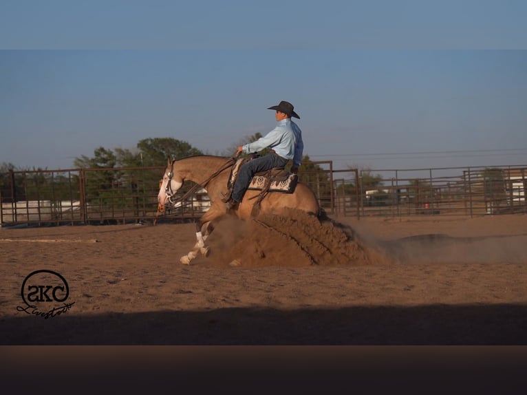 American Quarter Horse Castrone 5 Anni Pelle di daino in Canyon