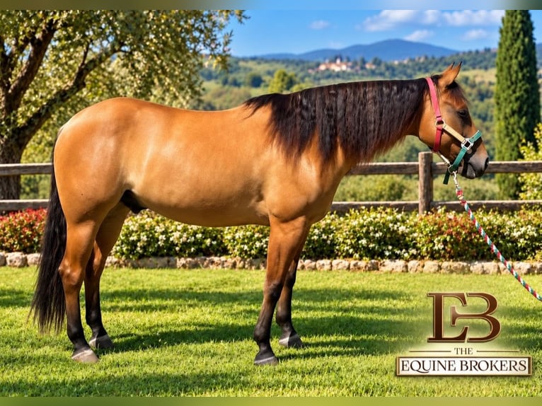 American Quarter Horse Castrone 5 Anni Pelle di daino in Montepagano