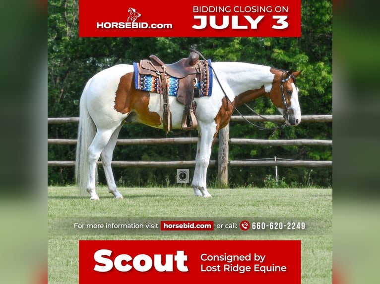 American Quarter Horse Castrone 5 Anni Pezzato in Sedalia, MO